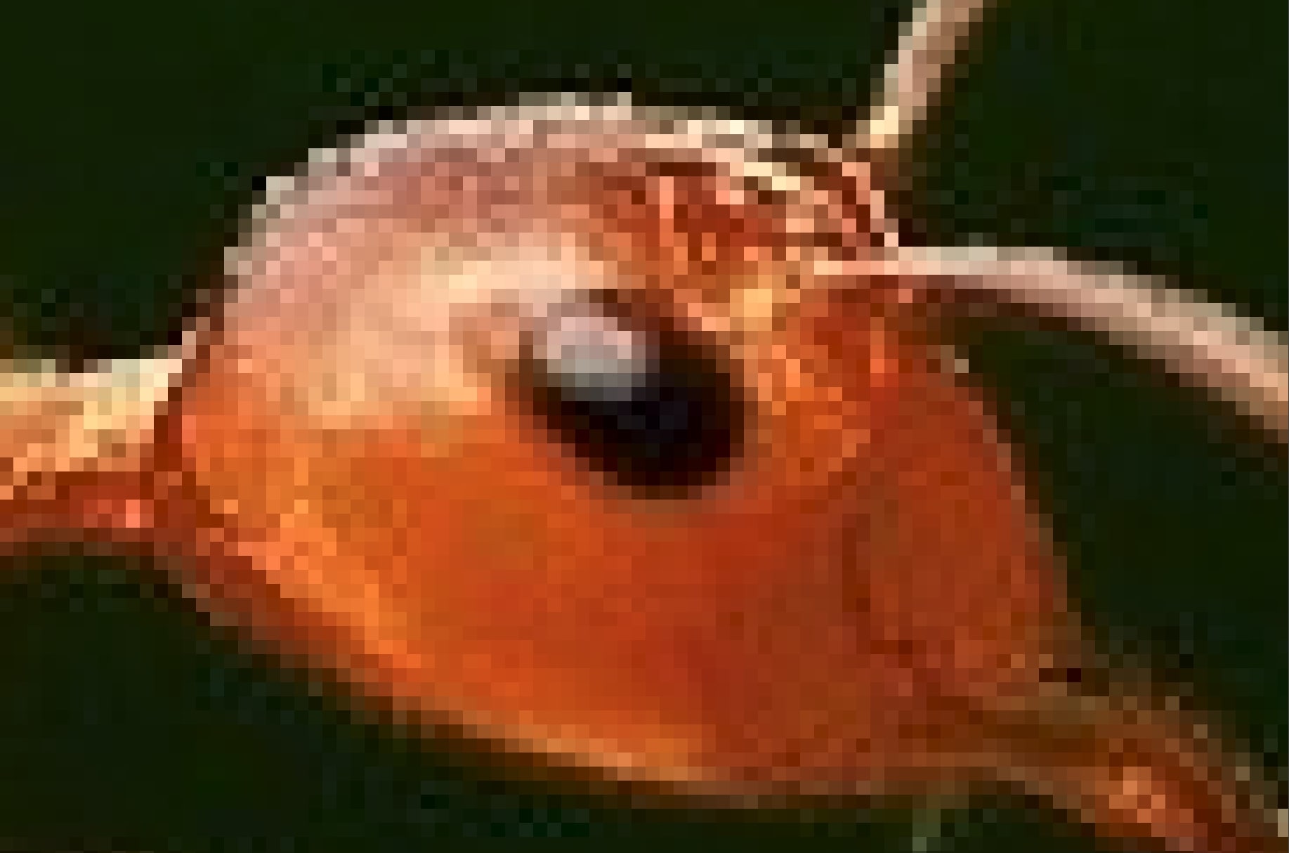 Blurry ant